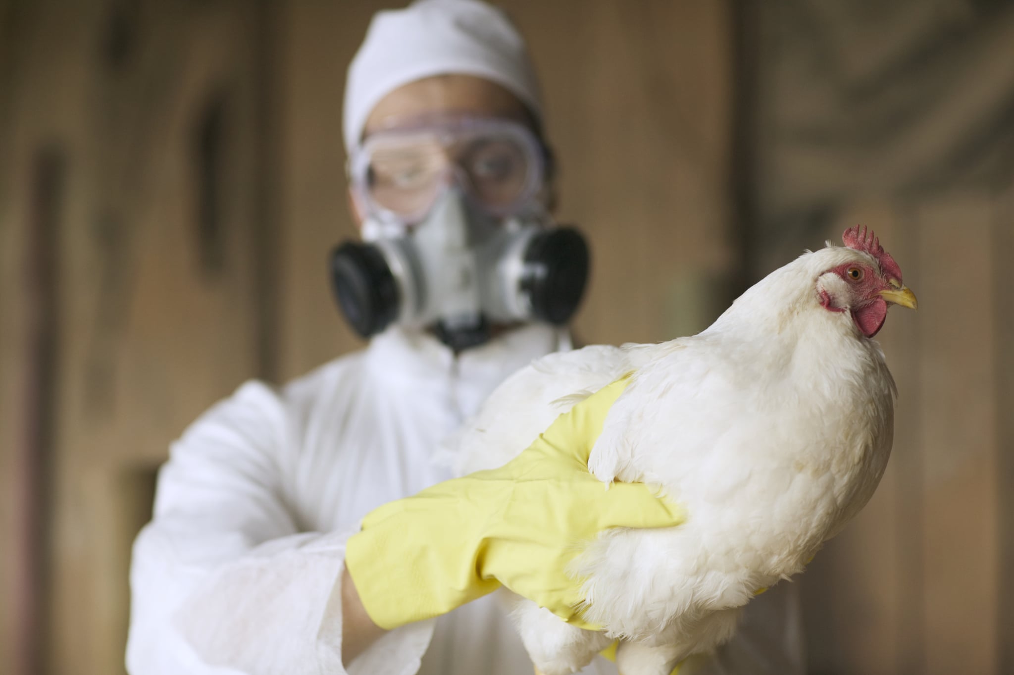 Turkey Is Off the Menu This Year With Record-Breaking Bird Flu Outbreak